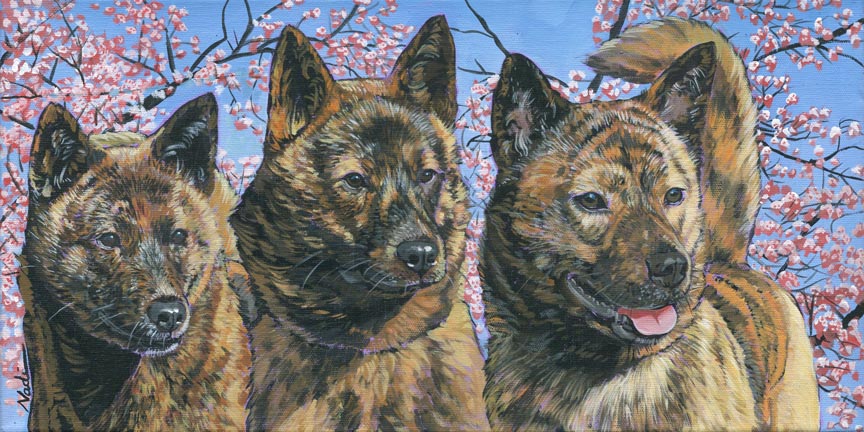 NS – Dogs, Kai Ken – 21-108 Tain 10×20 © Nadi Spencer