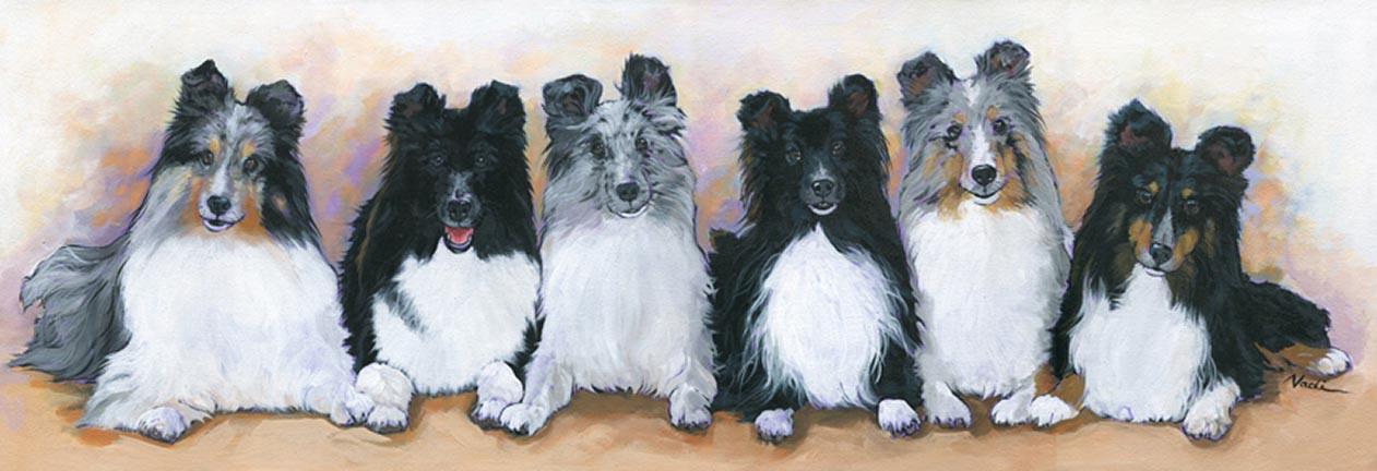 NS – Dogs, Shelties- 20-11 Six Shelties 10×30 © Nadi Spencer