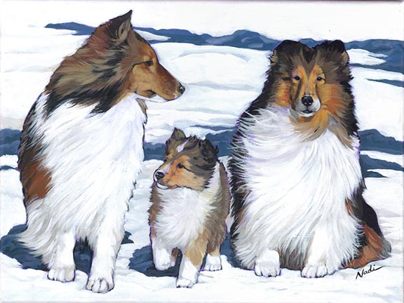 NS – Dogs, Shelties – 23-39 Three Shelties 12×16 © Nadi Spencer