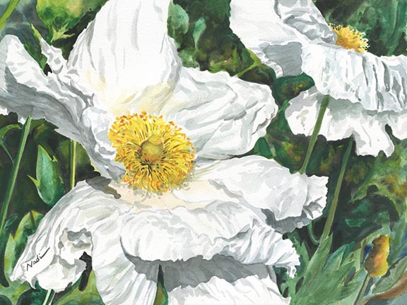 NS – Floral – 16-155 Matilija Poppy 12×16 © Nadi Spencer