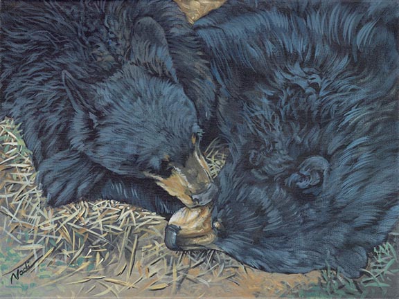 NS – Wildlife – 22-139 Black Bears Nap © Nadi Spencer