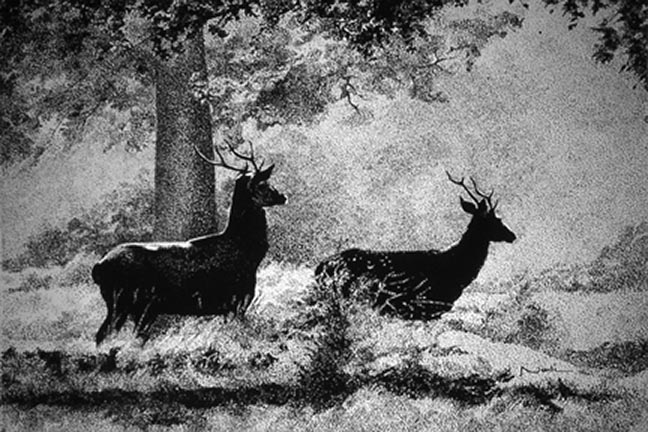 NS – Wildlife – Deer Ink Drawing © Nadi Spencer