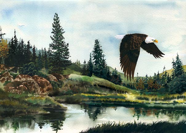 NS – Wildlife – Eagle 5×7 © Nadi Spencer