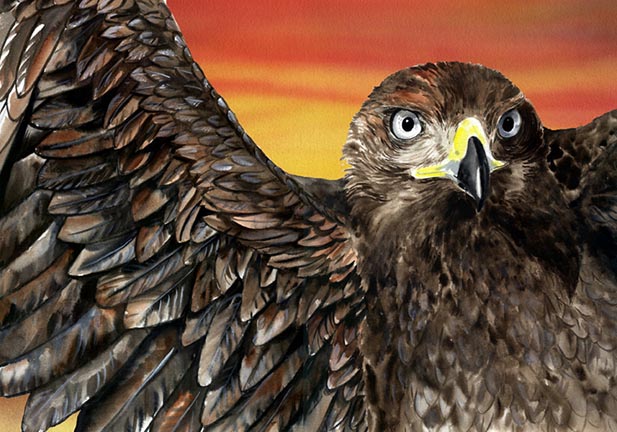 NS – Wildlife – Hawk © Nadi Spencer