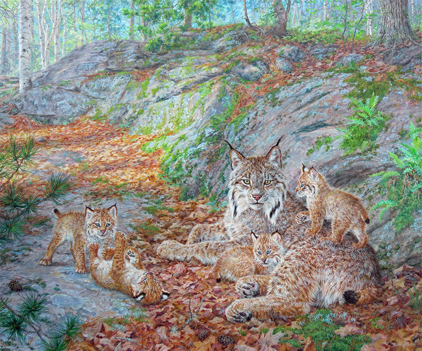 BH2 – Mother’s Love -Canadian Lynx Family © Beth Hoselton