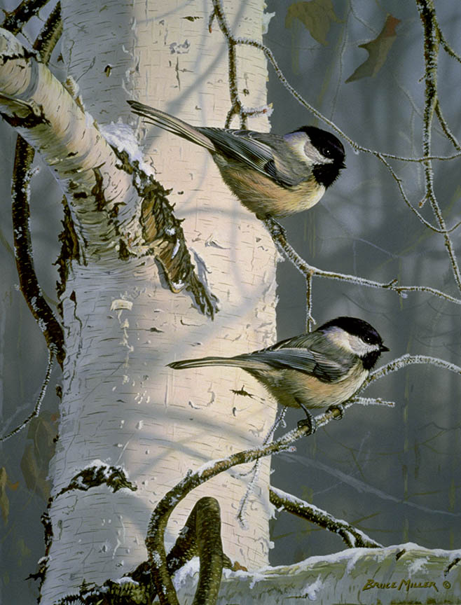 BM2 – Chickadees At Dawn © Bruce Miller