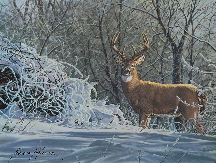 BM2 – Winter Whitetail © Bruce Miller