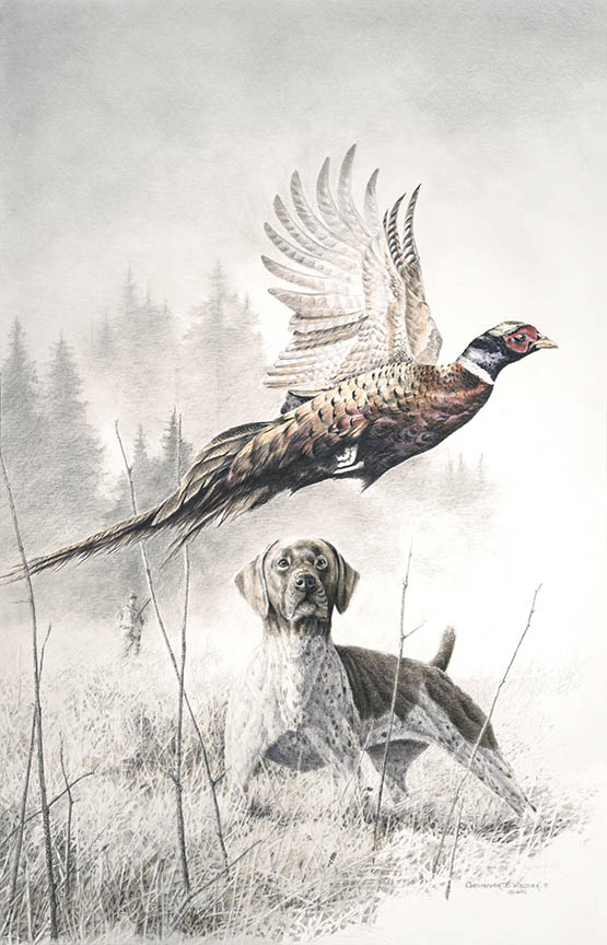 CW – Breaking Cover – Pheasant © Christopher Walden