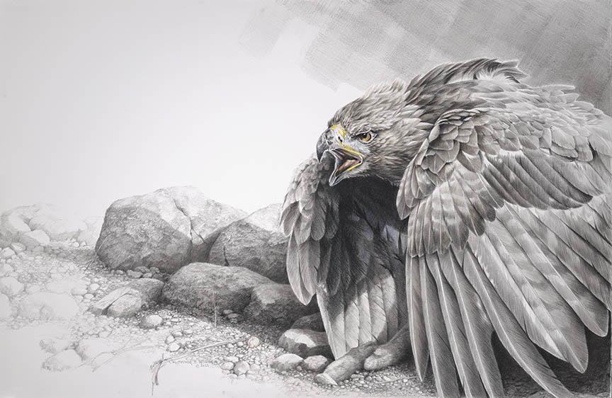 CW – Golden Eagle © Christopher Walden