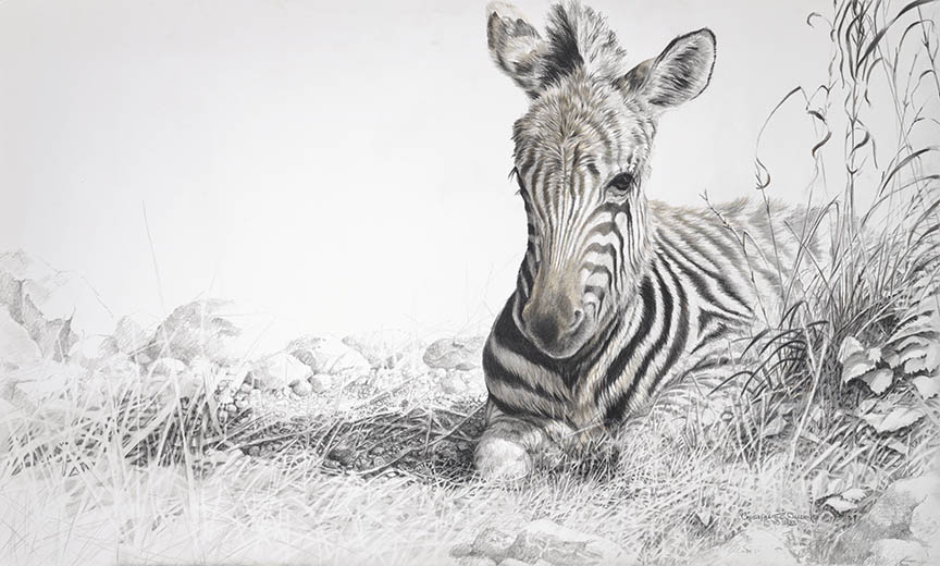 CW – Zebra © Christopher Walden