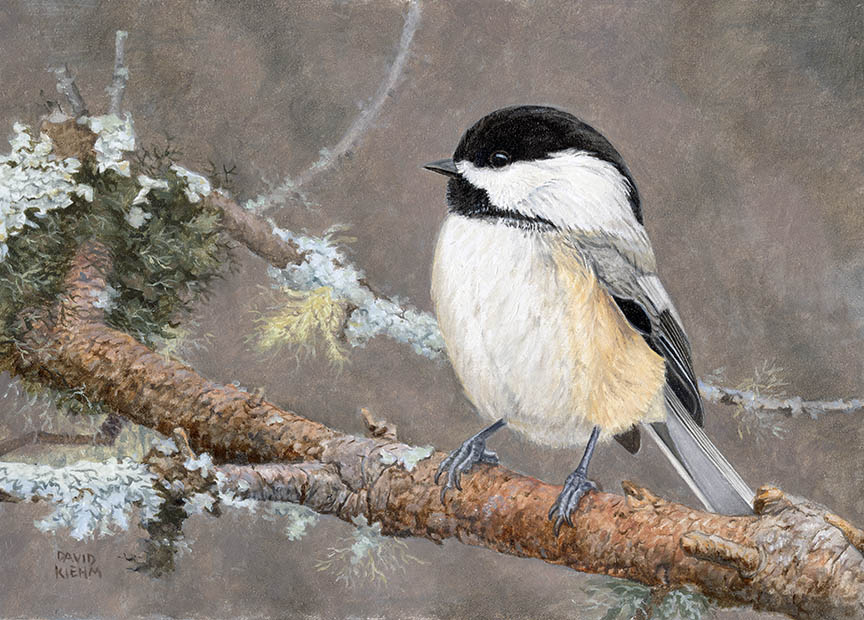 DK – Chickadee 23-0468 © David Kiehm