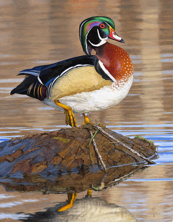 DK – High Ground – wood duck 22-0454 © David Kiehm