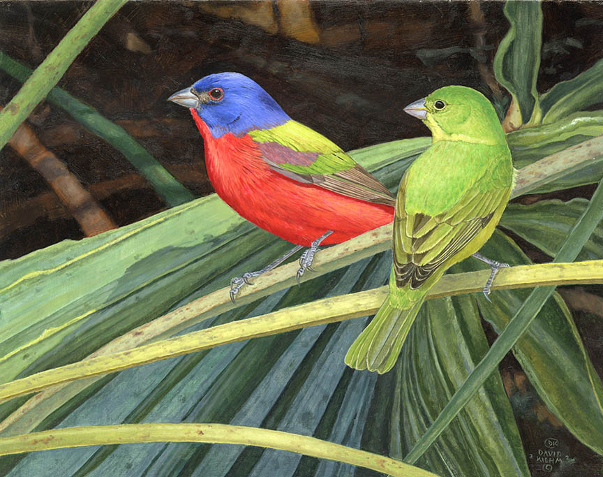 DK – Painted Pair 22-0437 © David Kiehm