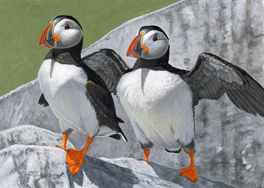 DK – Puffins 23-0488 © David Kiehm