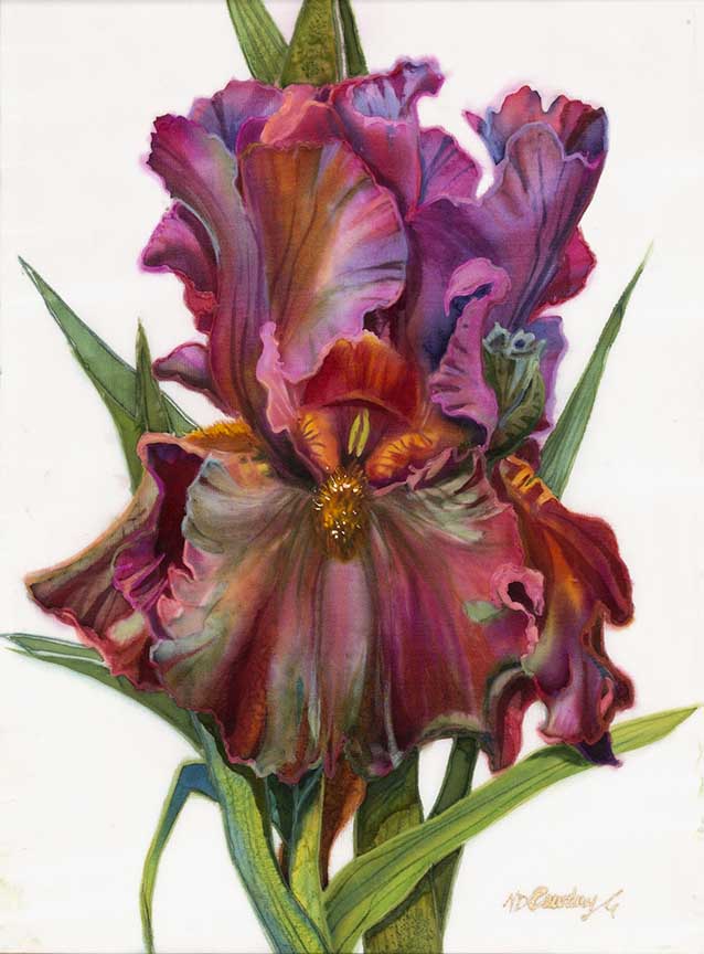 NDC – Company Iris © Nancy Dunlop Cawdrey