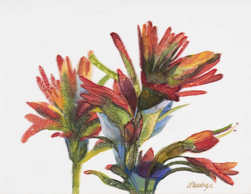 NDC – Indian Paintbrush © Nancy Dunlop Cawdrey