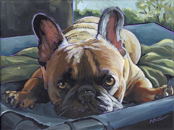 NS – 24-84 French Bulldog © Nadi Spencer