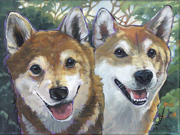 NS – Dogs – 23-122 Shiba Inus © Nadi Spencer