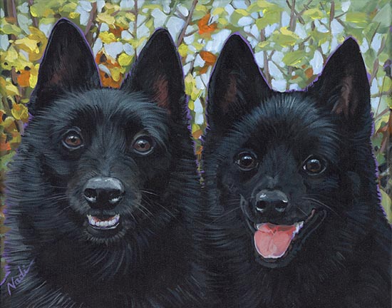 NS – Dogs – 24-22 Two Schipperkes © Nadi Spencer