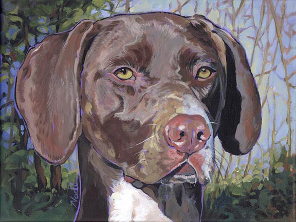 NS – Dogs – 24-65 German Shorthair Pointer © Nadi Spencer