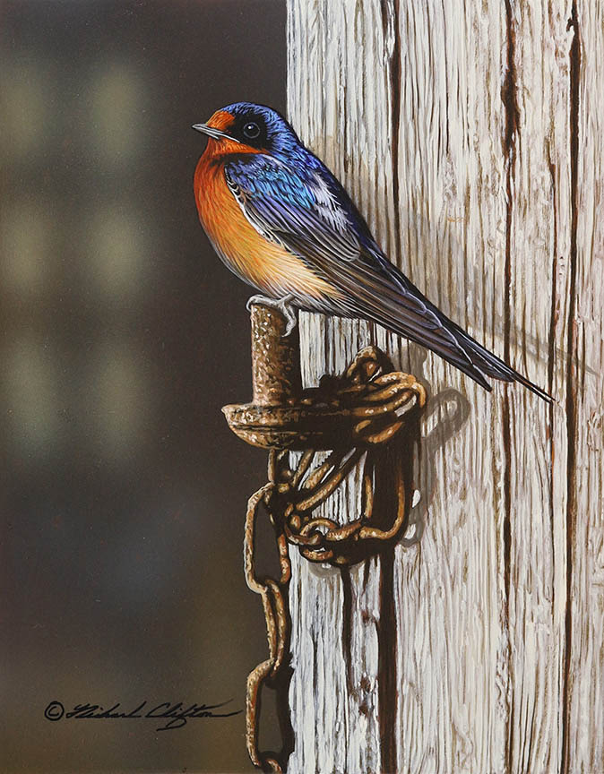 RC – Barn Swallow’s Perch © Richard Clifton