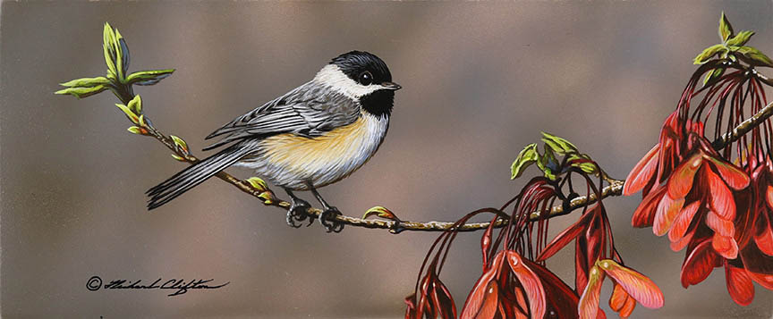 RC – Chickadee and Maple Seeds © Richard Clifton