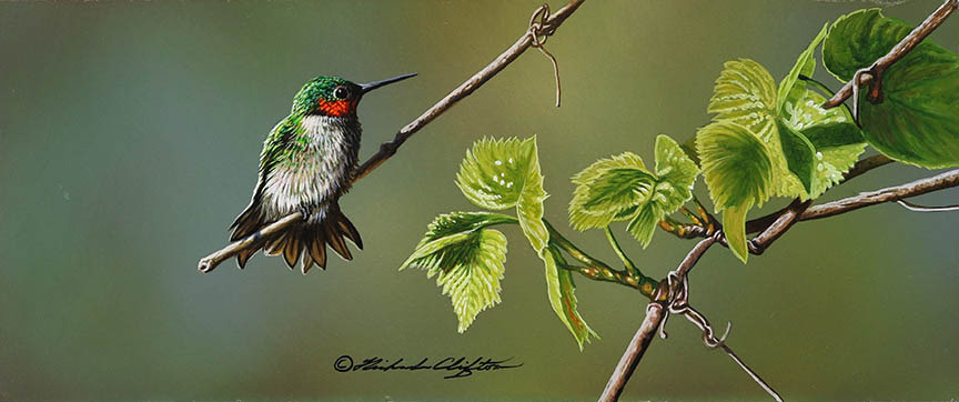 RC – Hummingbird and Vine © Richard Clifton