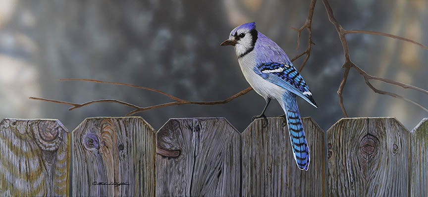 RC – Neighborhood Jay © Richard Clifton