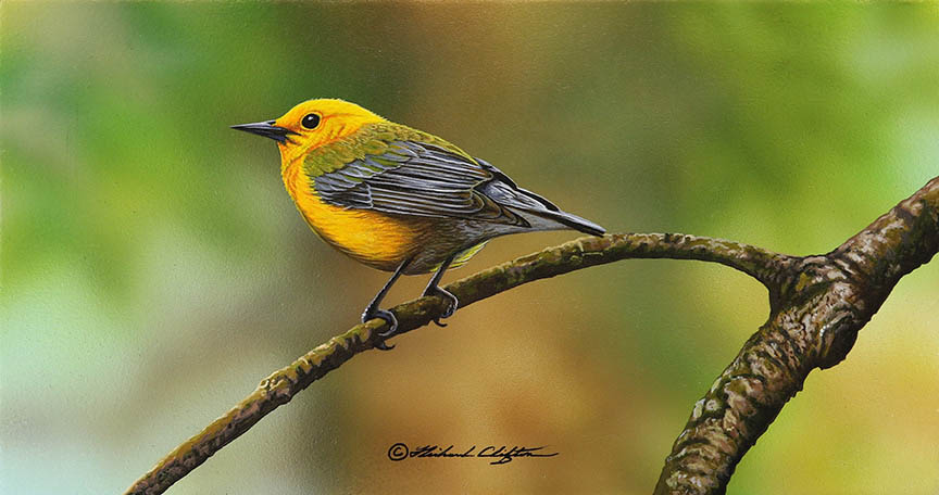 RC – Prothonotary Warbler © Richard Clifton