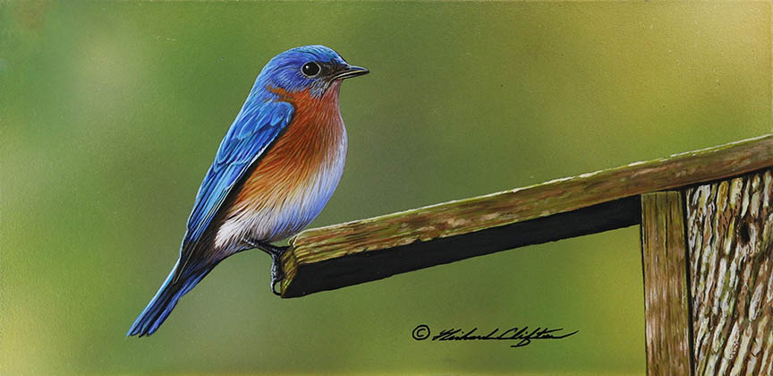 RC – Roof Top Bluebird © Richard Clifton