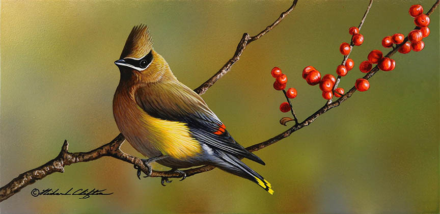 RC – Waxwing and Berries © Richard Clifton