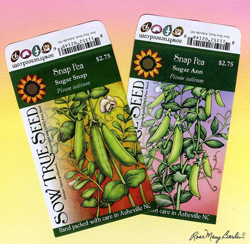 RMB – Garden – Pea Packets © Rose Mary Berlin