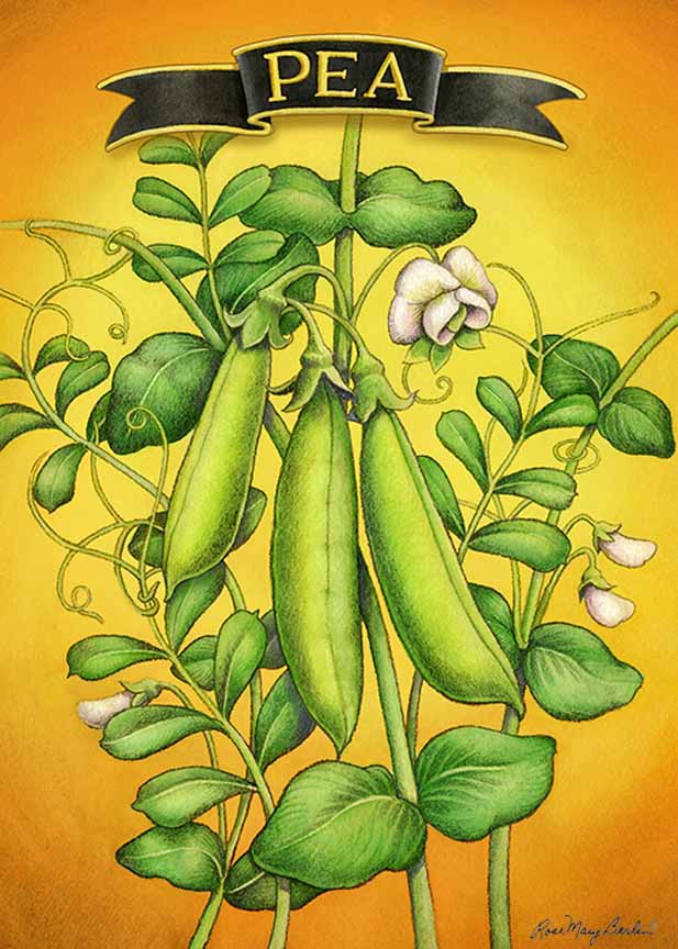 RMB – Garden – Snap Pea 2 © Rose Mary Berlin