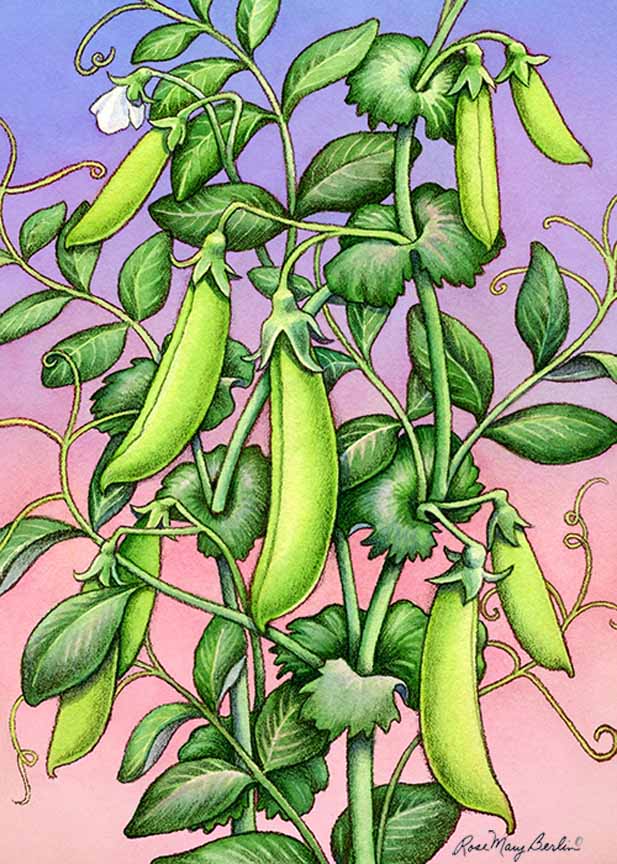 RMB – Garden – Snap Pea © Rose Mary Berlin