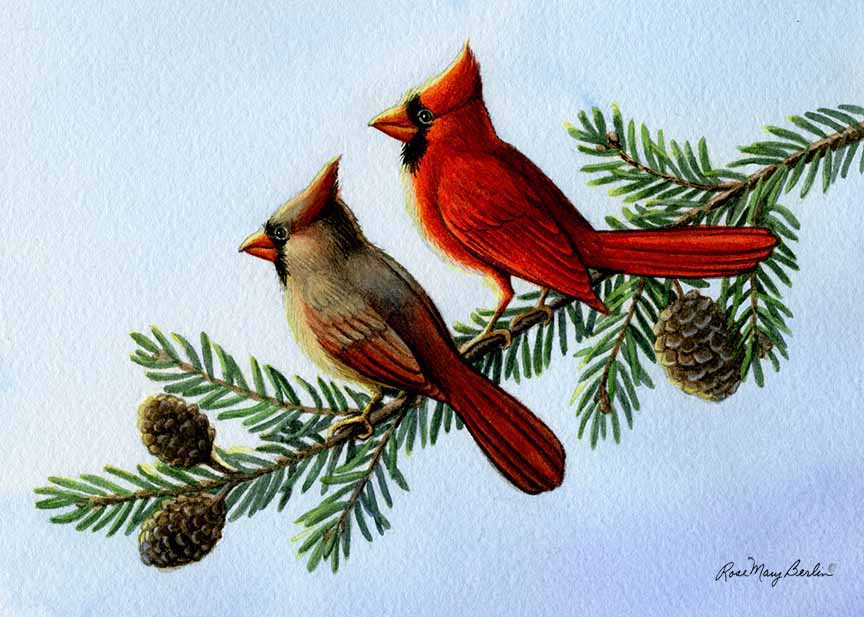 RMB – Wildlife – Cardinal Pair © Rose Mary Berlin