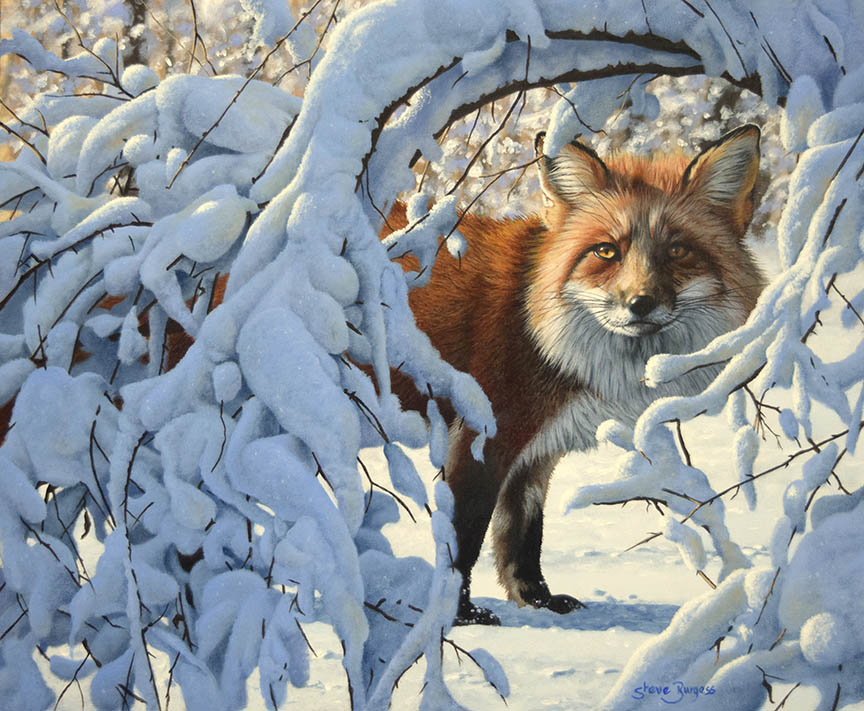 SB – Red Fox in Snow © Steve Burgess