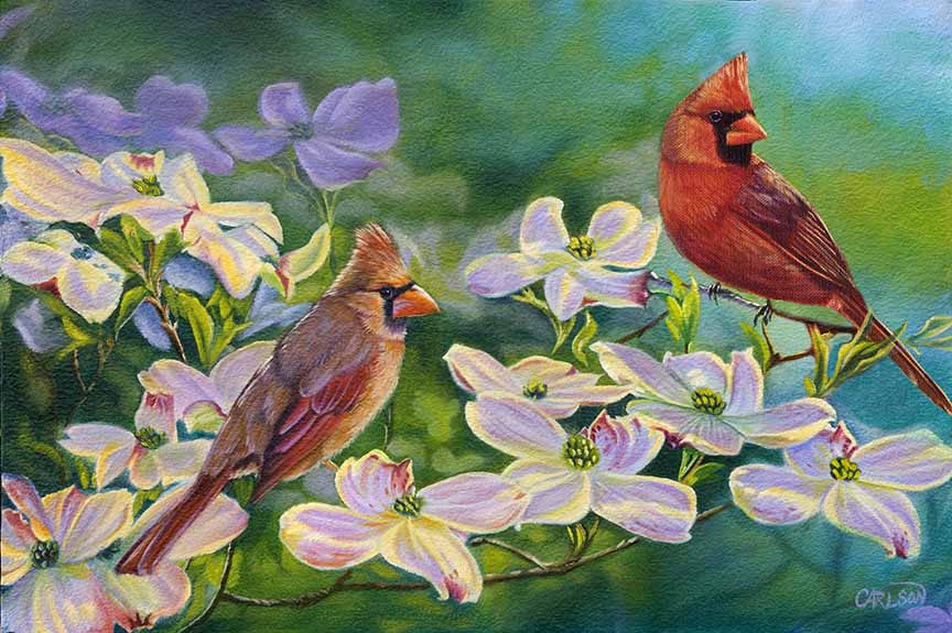 CC – Songbird – Cardinals of Spring CC0802 © Cory Carlson