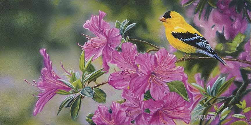 CC – Songbird – Goldfinch in Azaleas CC0807 © Cory Carlson