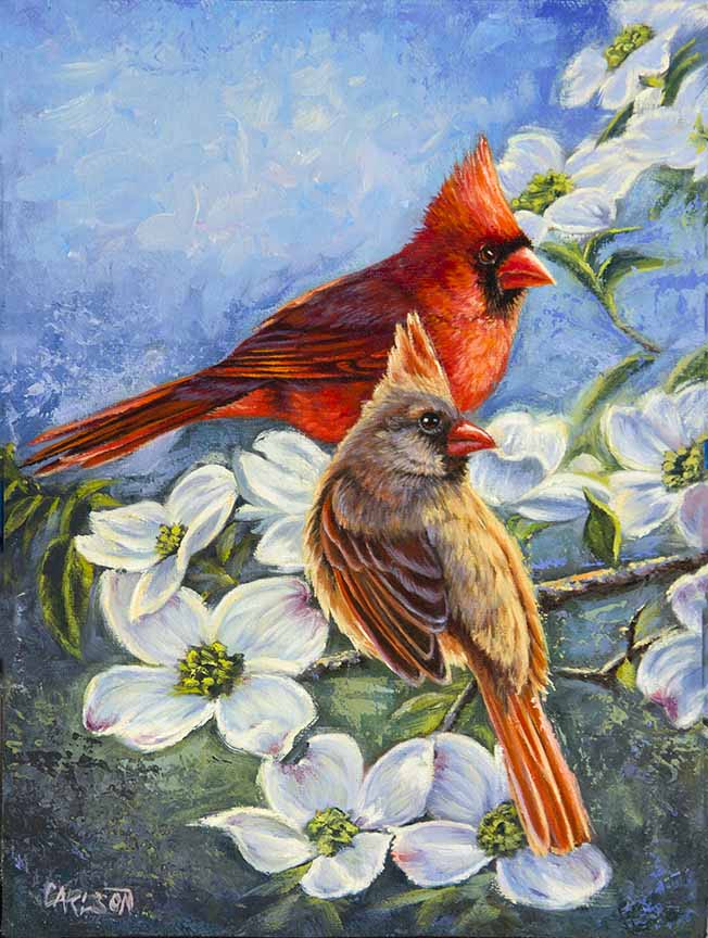 CC – Songbird – Spring Delight CC2204 © Cory Carlson