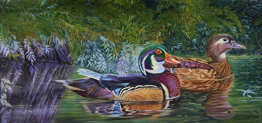 CC – Wildlife – Bayou – Wood Ducks CC0902 © Cory Carlson