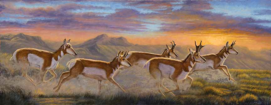 CC – Wildlife – Evening Dash CC1909 © Cory Carlson