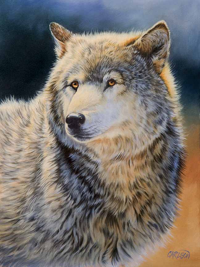 CC – Wildlife – Grey Wolf II CC0808 © Cory Carlson