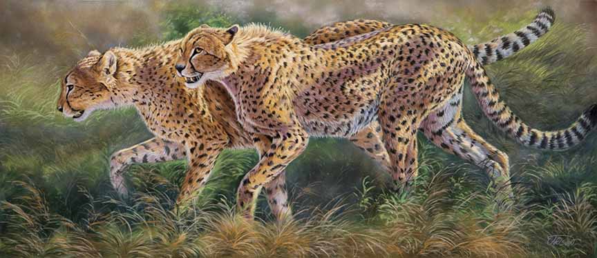 CC – Wildlife – March of the Cheetahs CC0716 © Cory Carlson