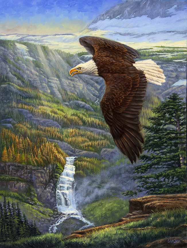 CC – Wildlife – On Eagles Wings CC1603 © Cory Carlson