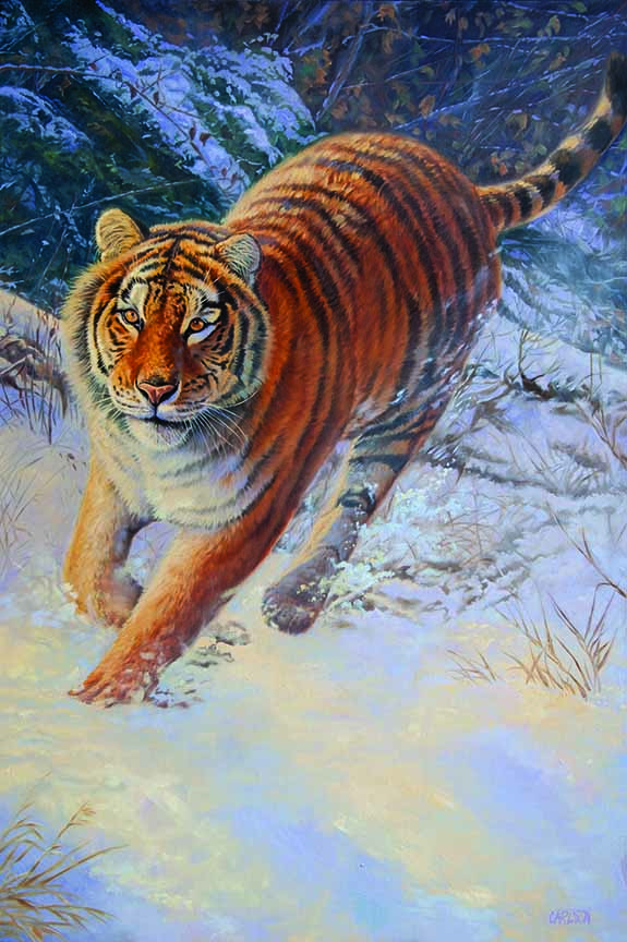 CC – Wildlife – Siberian Chase CC1008 © Cory Carlson