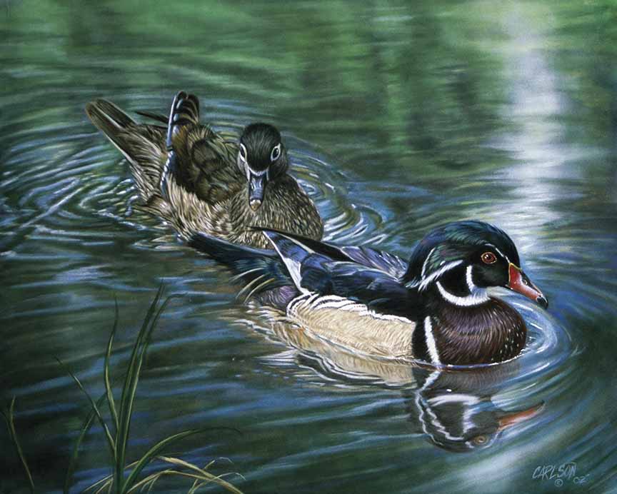 CC – Wildlife – Wood Ducks CC0203 © Cory Carlson