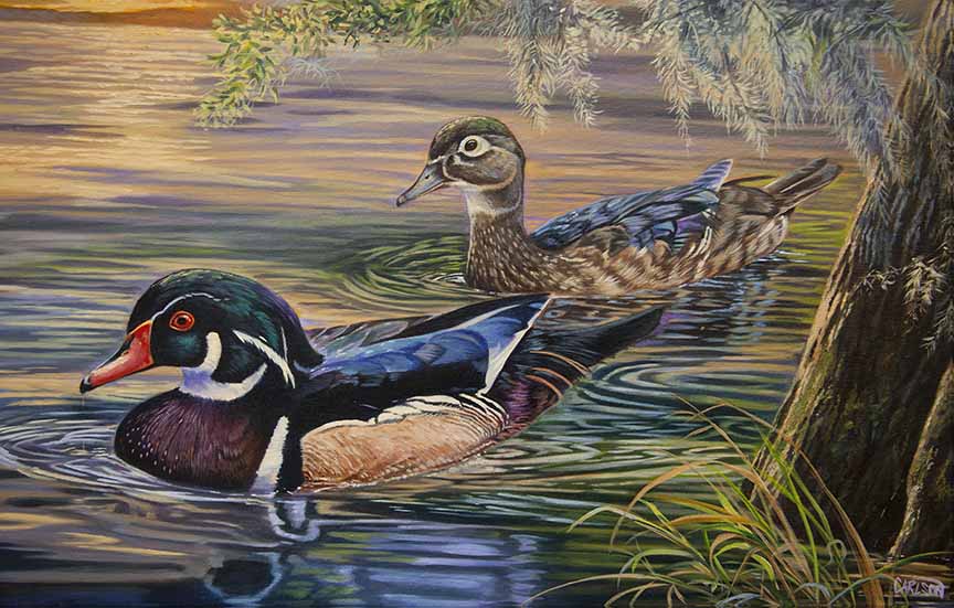 CC – Wildlife – Wood Ducks at Sunset CC1214 © Cory Carlson