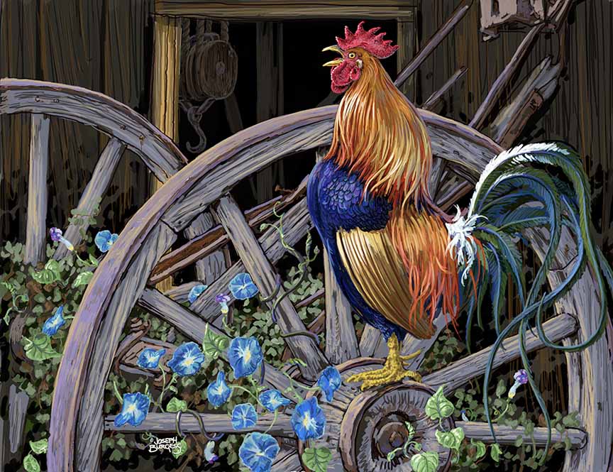 JB2 – Morning Glory Rooster 554 © Joseph Burgess