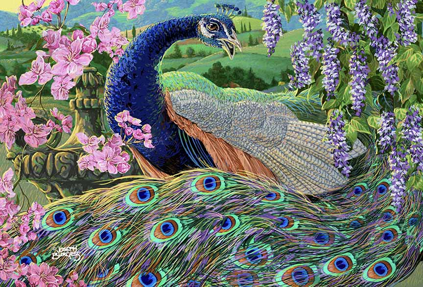 JB2 – Peacock Colors 716 © Joseph Burgess