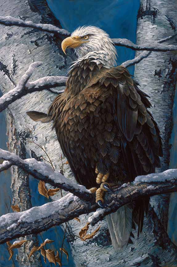 TA – Wildlife – America’s Pride – Bald Eagle 112 © Tom Antonishak